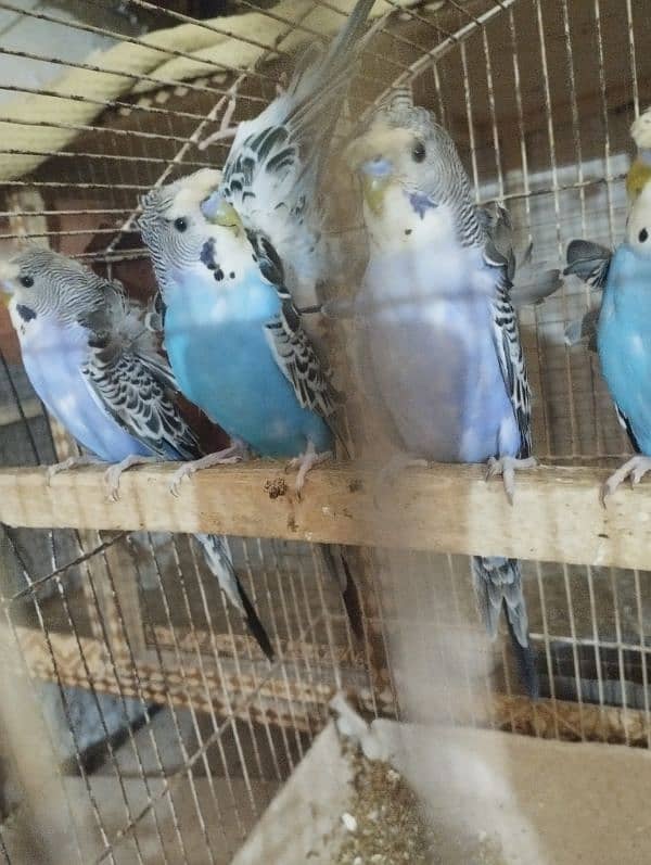 young hogoromo budgies ready to breed 3