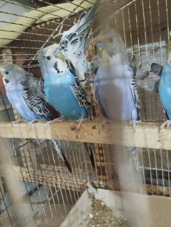 young hogoromo budgies ready to breed 4