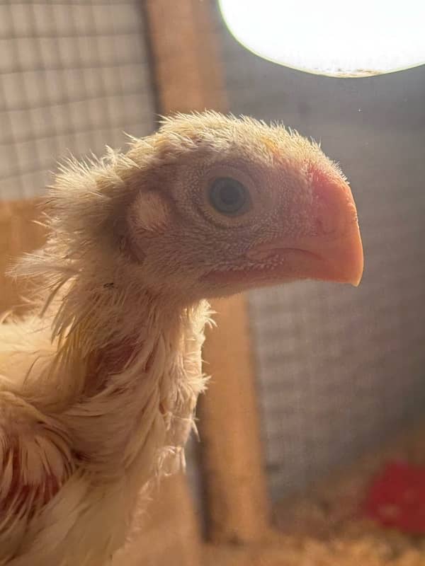 parrot beak long tail chick 1