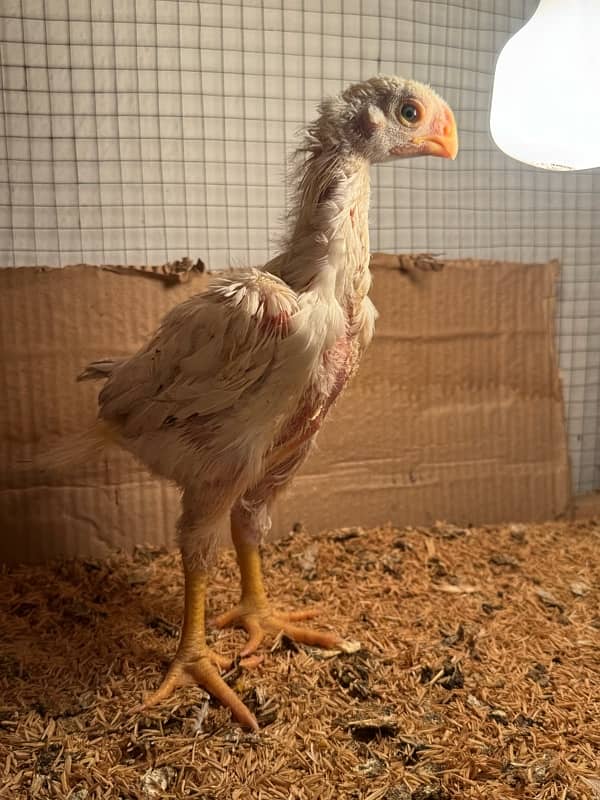 parrot beak long tail chick 2