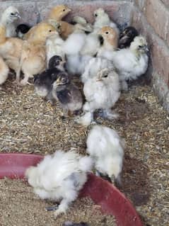 silki buff or bantam chiks available