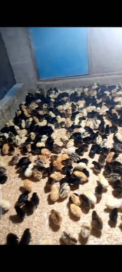 Mughal poultry farm