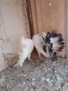 English fantail fancy pigeon