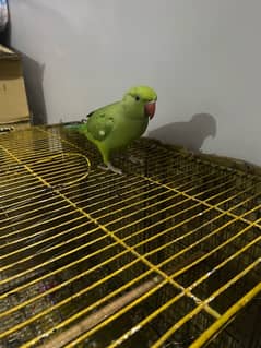 Parrots/Parrots Forsale