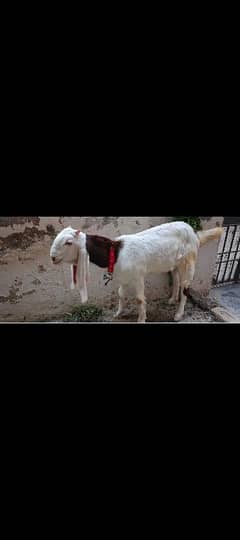 Gulabi female bachi for sale