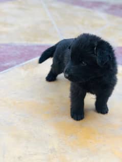 Black Germanshefred Puppies Available