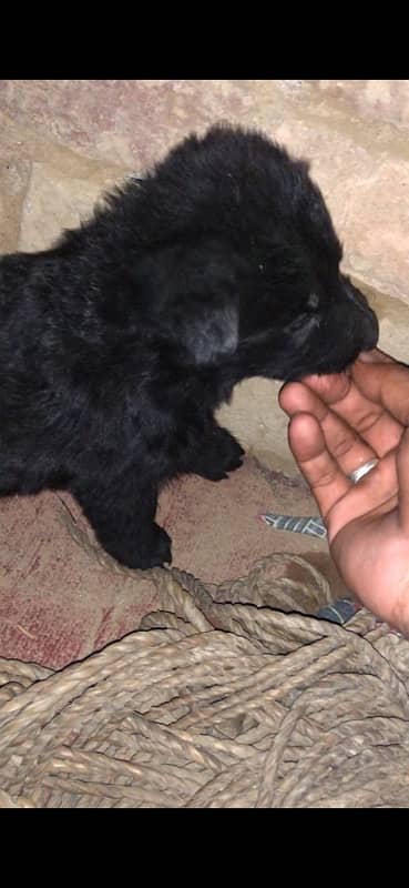 Black Germanshefred Puppies Available 1