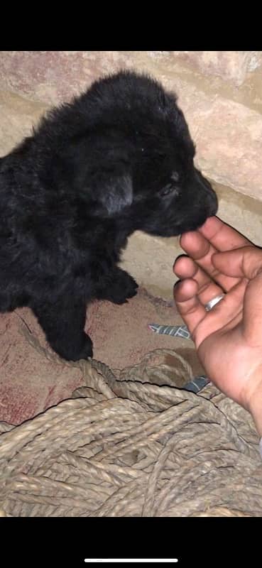 Black Germanshefred Puppies Available 2