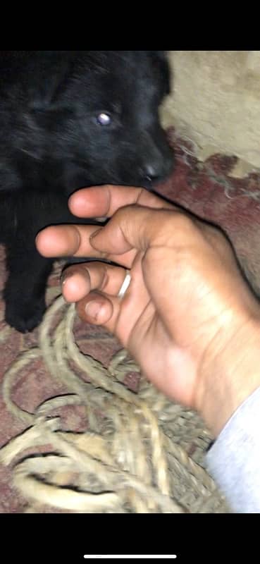 Black Germanshefred Puppies Available 3