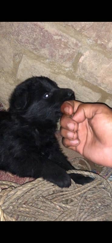 Black Germanshefred Puppies Available 4