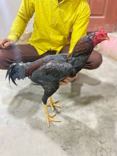 hen