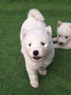 Siberian husky puppies for sale, husky puppies Available for sale