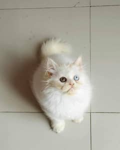 Pure Persian Odd Eyes Male cat ( WhatsApp 03165897101 )