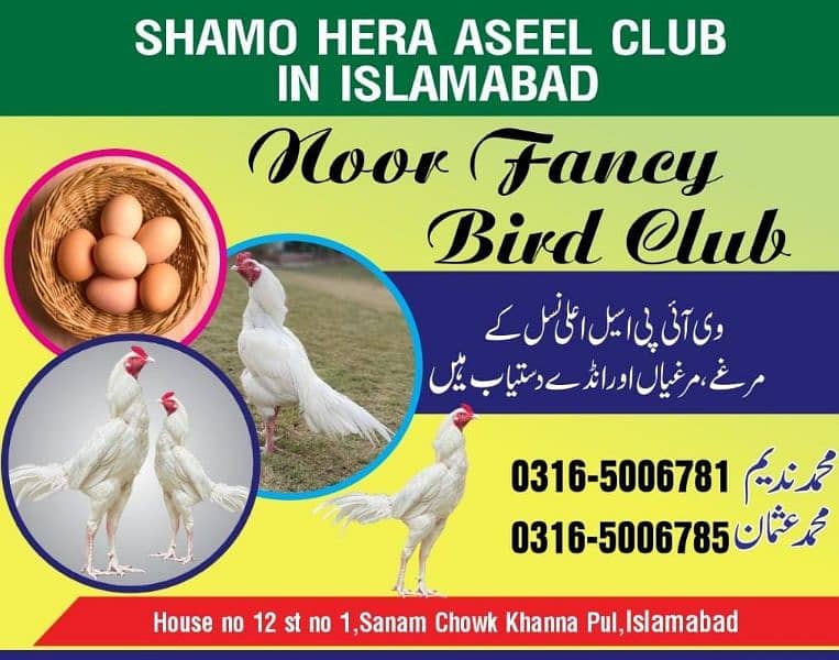 Aseel Heera | aseel Mianwali | aseel eggs | aseel chicks 14