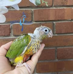 Pineapple conure healthy chicks available