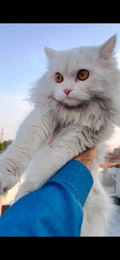 Male Female Persian Cats for sale