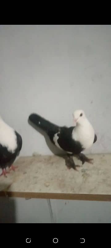 karbalai young pair for sale kachpera 0