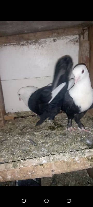 karbalai young pair for sale kachpera 1