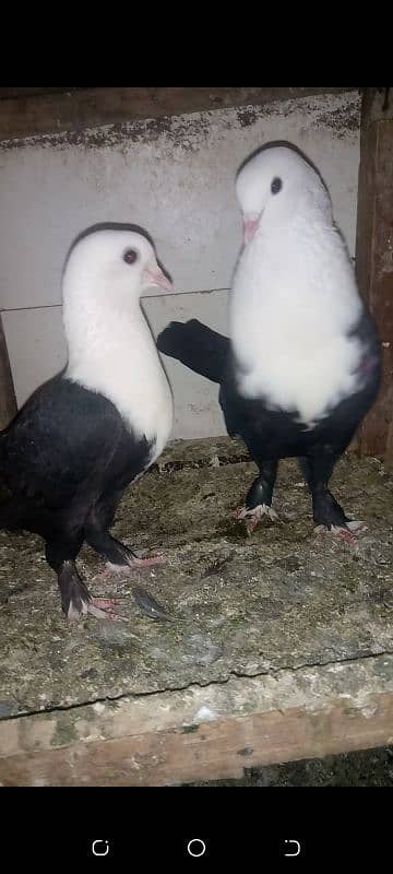 karbalai young pair for sale kachpera 2