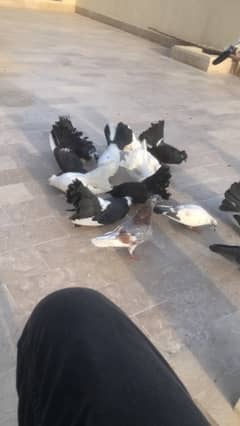 Lakka Pigeon for sale