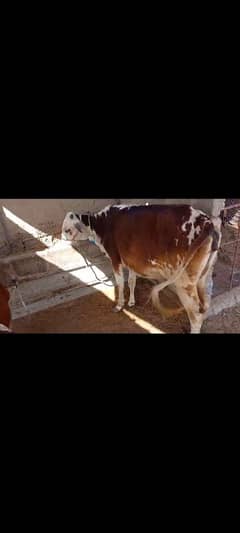 Cow for sale at North Karachi