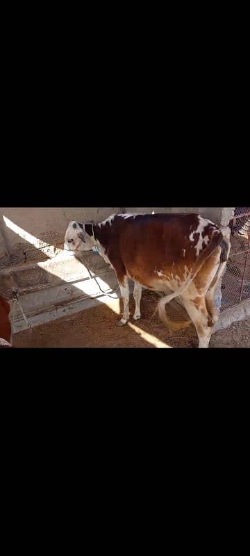 Cow for sale at North Karachi 0