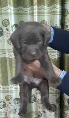 labrador puppies