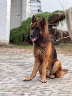 Pedigree German Shepherd male god