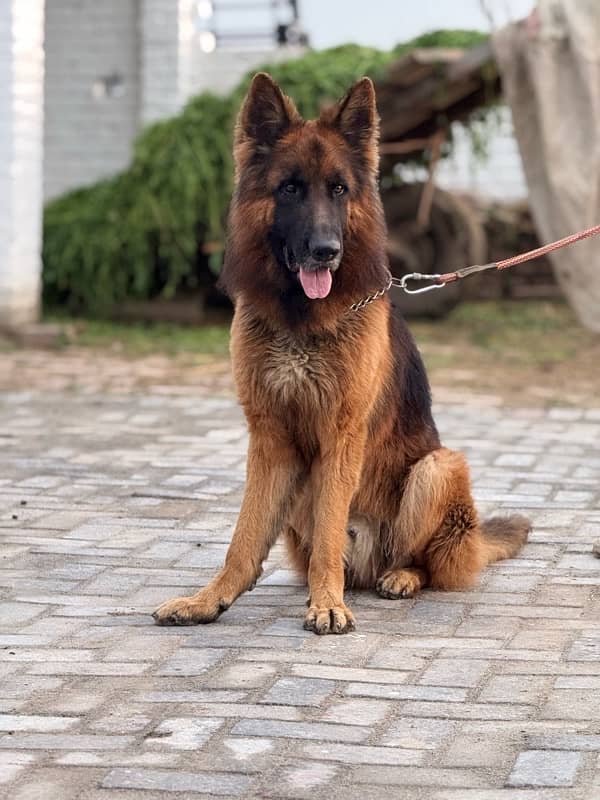 Pedigree German Shepherd male god 1