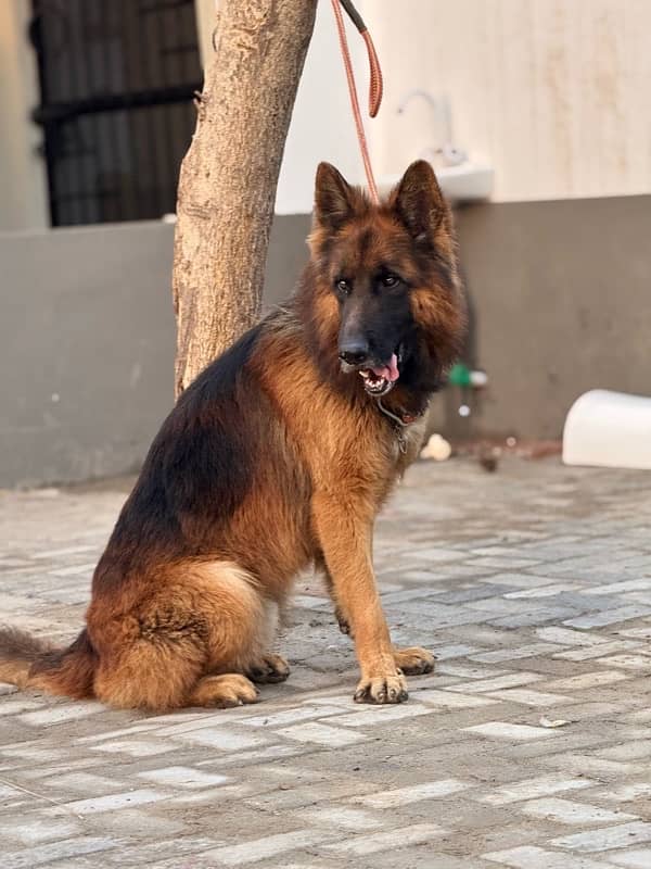 Pedigree German Shepherd male god 2