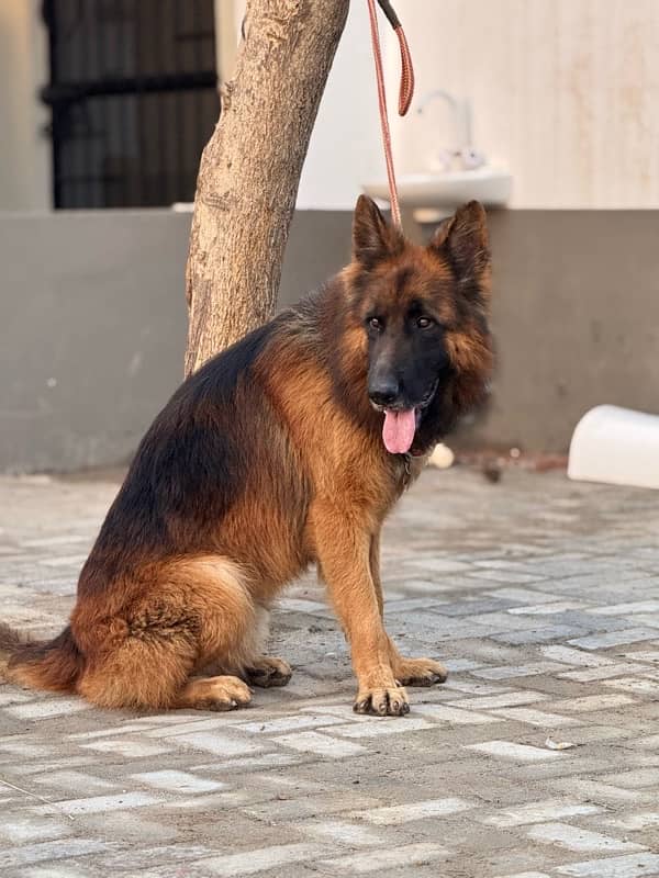 Pedigree German Shepherd male god 3