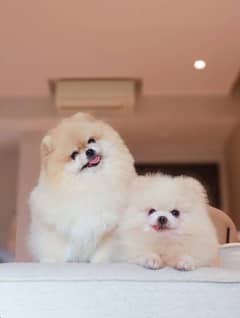 Pomeranian puppy