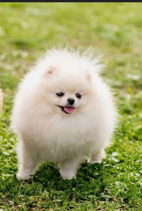 Pomeranian male 1