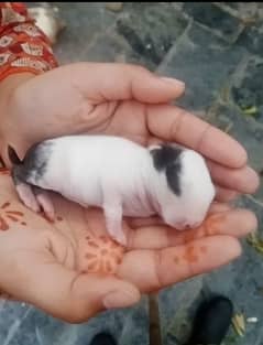 Rabbits k bachy for sale