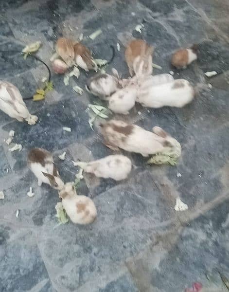 Rabbits k bachy for sale 1