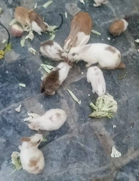 Rabbits k bachy for sale 2