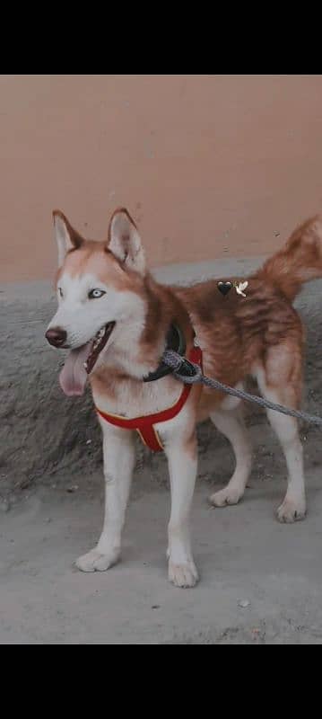 husky male 1