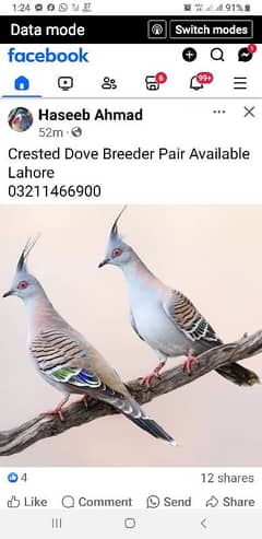 crested dove