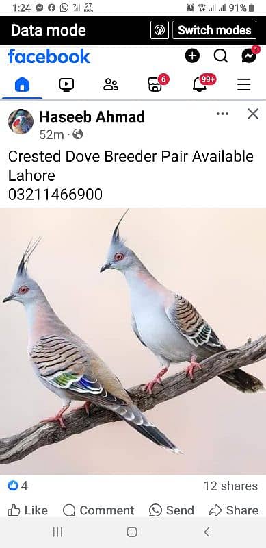 crested dove 0