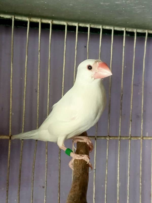 White Java breeder jumbo size female for sale 1