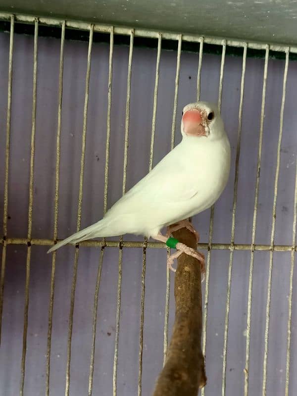 White Java breeder jumbo size female for sale 2