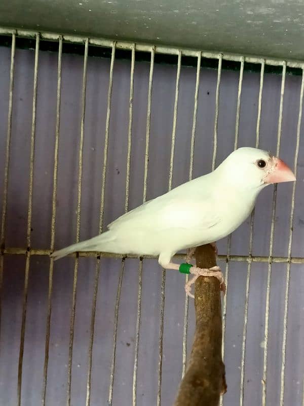 White Java breeder jumbo size female for sale 3