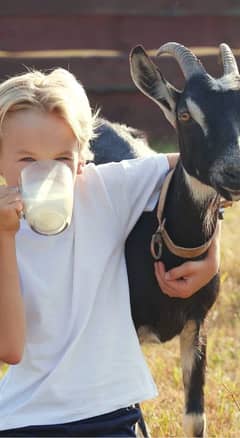 Goat milk for children and patient  available 0321-77-77-233