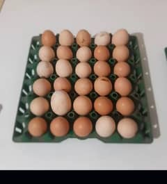 Astrolop fertile eggs for sale