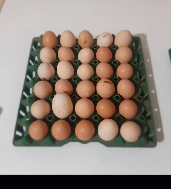 Astrolop fertile eggs for sale 0