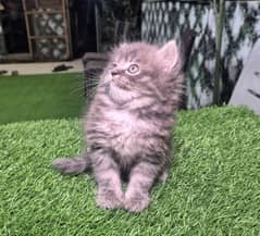 Gray Heavy Fur pure Persian kitten