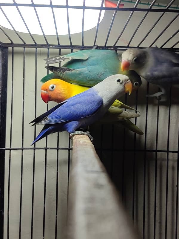 quality lovebirds //pf for sale 0