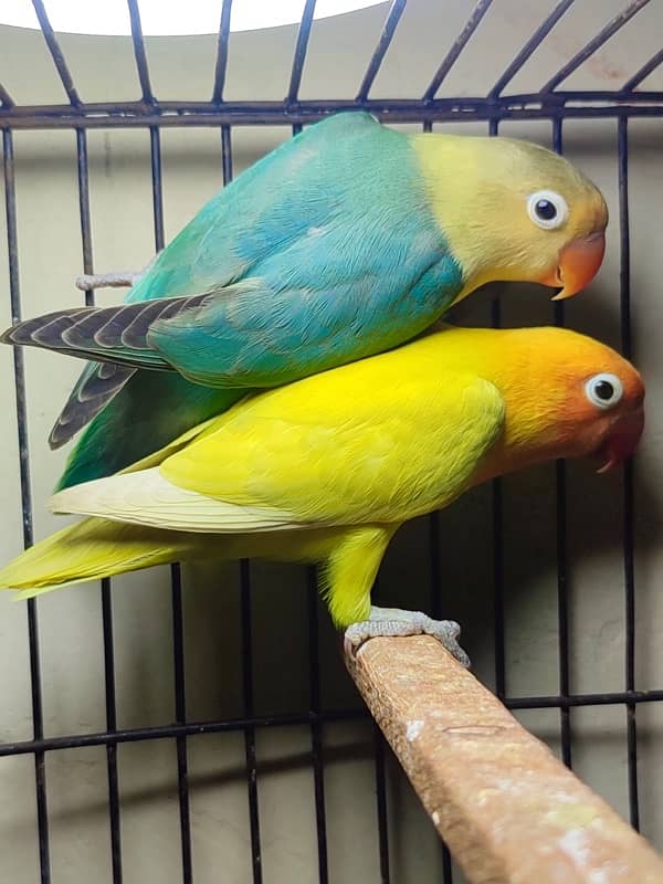 quality lovebirds //pf for sale 1