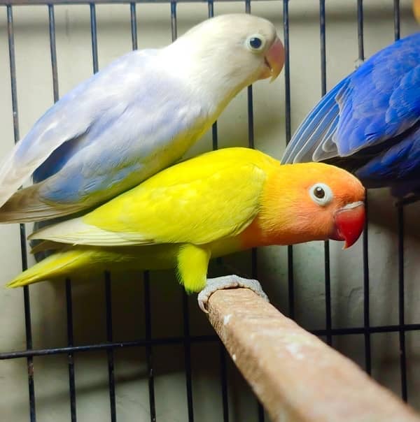 quality lovebirds //pf for sale 2