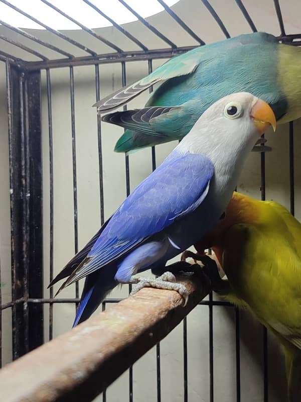 quality lovebirds //pf for sale 3